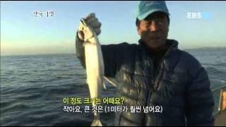 한국기행  Korea travel울주 2부 바다는 살아있다502 [upl. by Cline]