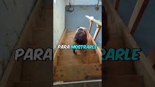 Aprendió A Subir Las Escaleras😂❤️ shorts [upl. by Ozneral]