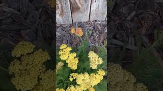 Yarrow Plant Is Thriving [upl. by Joung]