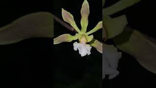 Encyclia argentinensis nature orchidgarden orchidworld orchids naturephotography orchid [upl. by Evania]