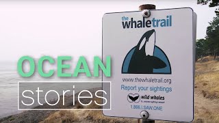 Whale Watching from the Whale Trail  Ocean Stories [upl. by Chas369]