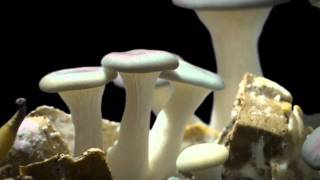 Oyster Mushroom Time Lapse Pleurotus ostreatus [upl. by Eenahs]