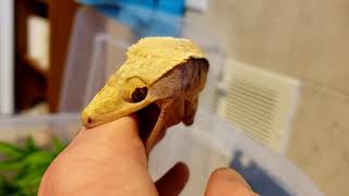 Angry Crested Gecko [upl. by Clem]