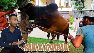 Bakra Eid Qurbani Akhri Mulakat 💔 [upl. by Malynda]