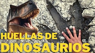 Rastros y huellas de Dinosaurios 🦖 en el Valle de Tehuacán Puebla [upl. by Mulloy]