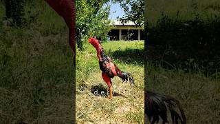 viral vetnam ошамо aseelmurga oshamo rooster chicken shamo шамо hinthoroz horoz dakan [upl. by Clo]