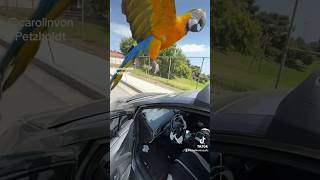 I ask my Macaw to “GO FLY” Look what he did next [upl. by Kulseth]