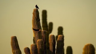 Maroc  les cactus de Marrakech subissent le changement climatique [upl. by China946]