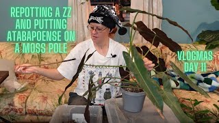 Repotting my ZZ and Putting Philodendron Atabapoense on a Moss Pole  Vlogmas Day 11 [upl. by Chrisoula]