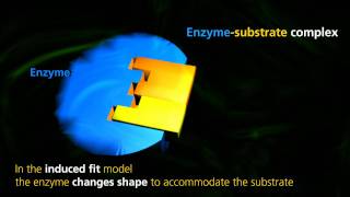 Enzyme Function  University Of Surrey [upl. by Ahsets]