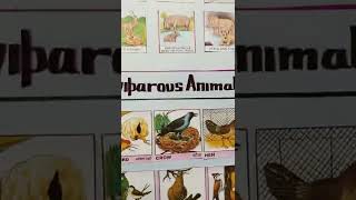 viviparous animals and oviparous animals l egg laying animals young ones animals [upl. by Atinal]