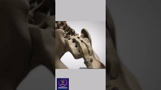 Vertebrae Anatomy How vertebral column formed shorts education [upl. by Ancier]