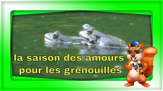 Reproduction chez la grenouille  la saison des amours grenouilles [upl. by Nadnerb]