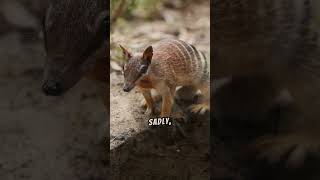 Quick Facts About Numbats You Should Know [upl. by Oiziruam916]