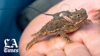 Raising horny toads at an Air Force base [upl. by Tingey]