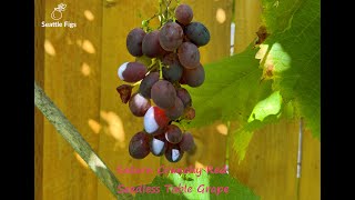 Saturn Crunchy Red Seedless Table Grapes [upl. by Ntisuj]