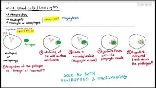 113 Phagocytes Neutrophils amp Macrophages Cambridge AS A Level Biology 9700 [upl. by Reiche]