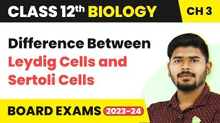 Difference Between Leydig and Sertoli Cells  Class 12 Biology Chapter 3 NCERTNEET 202223 [upl. by Esinert]