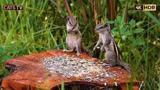 Natures Window Cat TV with Small 🐿️ Chipmunks 😻10 Hours 4k HDR 🐦 Cats TV video [upl. by Marlo]