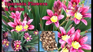 How to grow Sparaxis Bulb  Harvest Sparaxis bulbs  Grow and care of Sparaxis bulbs with results [upl. by Travax90]