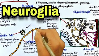 Neuroglia  Glial cells  Nervous system  pharmacology [upl. by Idnahs]