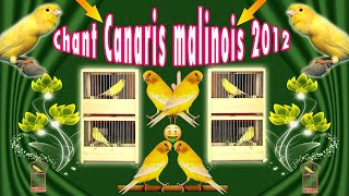 chant canari malinois 006 M522 2012 [upl. by Greerson]