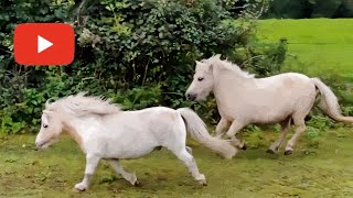 Unleashing the Irresistible Zoomies of Cute Shetland Ponies horse equestrian horses [upl. by Calida]