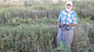 stinging nettle as a farm crop  permaculture [upl. by Knarf]