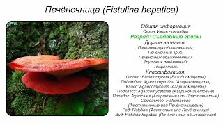 Печёночница Fistulina hepatica [upl. by Aseneg]