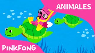 Bajo el Mar  Animales  PINKFONG Canciones Infantiles [upl. by Eves]