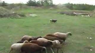 Bearded Collie Kassie is herding our Flock Sept 2007 [upl. by Cleti]