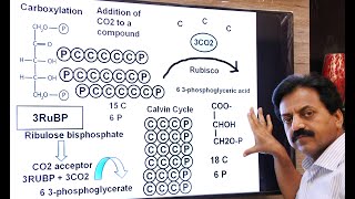 First Year  Chapter 11  Bioenergetics  Part 15  Dark Reaction  Calvin Cycle  Fsc Biology Book1 [upl. by Jegar742]