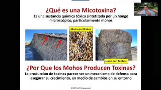 Mohos y micotoxinas en ganado lechero Efectos diagnostico y control [upl. by Ahsinnod]