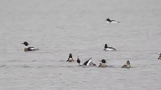 Red breasted mergansers Millers Bay Menominee Park Oshkosh March 22 2024 [upl. by Pachston]