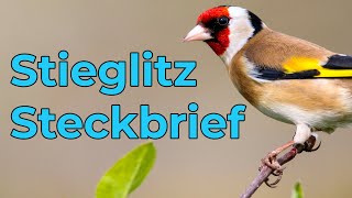 Stieglitz  Steckbrief Gesang Aussehen Lebensweise und mehr [upl. by Lud235]