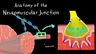 Anatomy of the Neuromuscular Junction [upl. by Annehs]