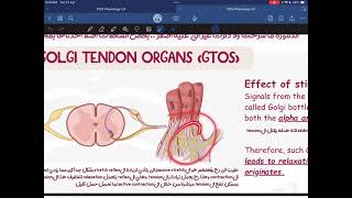 CNS Physiology Lecture 5 [upl. by Lillis]