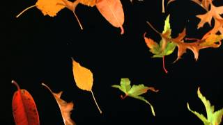 Slow Motion Falling Leaves and Autumn Leaf Fall Shot in Slow Mo High Definition HD Black Background [upl. by Ostler216]