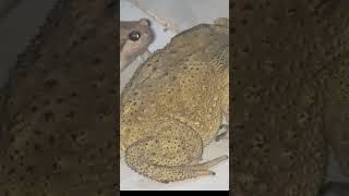 Bullfrog and toads 🤣🤓Grabbing each other insects survivalfrogs nature wildfrogShort [upl. by Preuss]