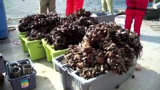 Aquaculture Research Deep water mussel farming in Newfoundland and Labrador [upl. by Sida]