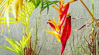 How to grow and take care of Heliconia Psittacorum [upl. by Favien]