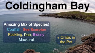 Sea Fishing Scotland  St Abbs  Coldingham Bay  Amazing Species Mix  Crab Pot Catches [upl. by Hulbard]