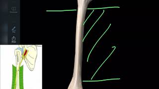 Anatomie de l’humérus en 3d ostéologie du membre supérieur [upl. by Aalst]