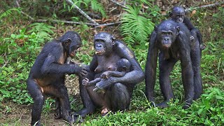 How Mother Bonobo Giving Birth In The Forest To Cute Baby [upl. by Pylle317]