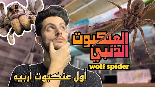 العنكبوت الذئبي wolf spider عنكبوت مصري للمبتدئين وأول تجربة ليا في تربية العناكب  ازاي تربيه [upl. by Nidla684]