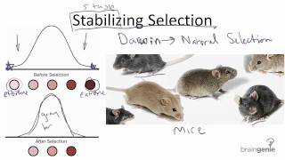 31 Stabilizing selection natural selection [upl. by Trumann]