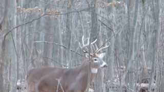 cerf de virginie période du rut part 1 longueuil [upl. by Bbor89]