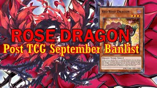 NEW ROSE DRAGON deck Sep2024  Post TCG Banlist [upl. by Reisman]