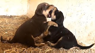 quotWhich Puppy is Stronger Brown or Black Dobermanquotdogtv puppy [upl. by Alliehs744]