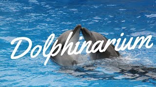 Dolphinarium  Batumi 2018 [upl. by Onfre]